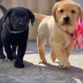 labrador puppies for sale 1