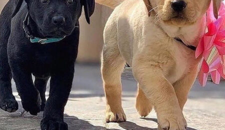 labrador puppies for sale 1