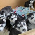 sweet siberian husky puppies