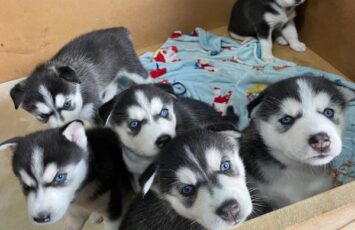 sweet siberian husky puppies