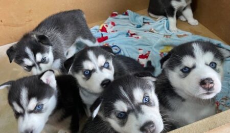 sweet siberian husky puppies