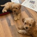 teacup toy poodle puppies