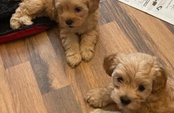 teacup toy poodle puppies