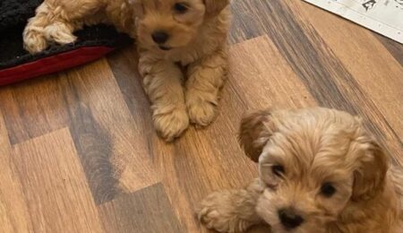 teacup toy poodle puppies