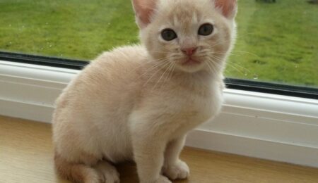 Burmese Kitten