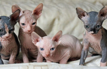 Sphynx Kitten