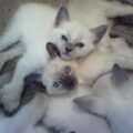 balinese cats 3