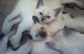 balinese cats 3