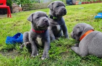 blauwe staffordshire bull terrier pups