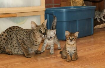 f2 savannah kittens beschikbaar