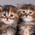 siberian kittens Lubava Shutterstock