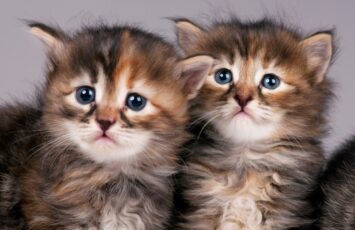 siberian kittens Lubava Shutterstock