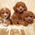 f279e008099afb0f Toy poodle puppies
