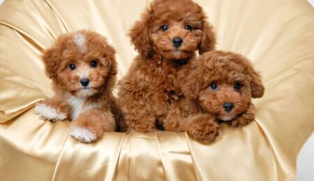 f279e008099afb0f Toy poodle puppies