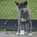 Akita Inu 2 1