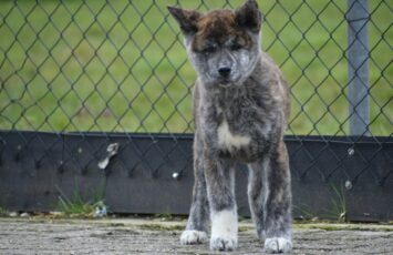Akita Inu 2 1