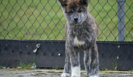 Akita Inu 2 1