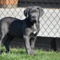Cane carso 3