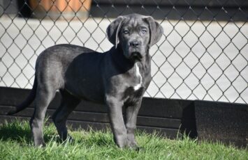 Cane carso 3