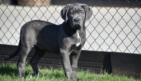 Cane carso 3