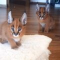 Caracal01