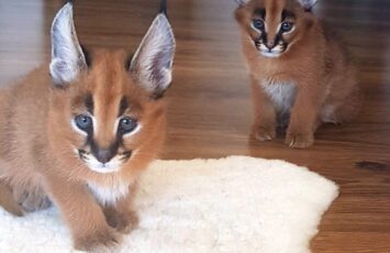 Caracal01