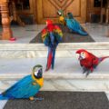 Macaw gangscarletmacawblueandgoldmacawmacaw 1