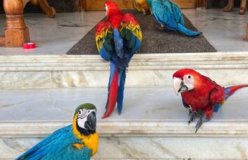 Macaw gangscarletmacawblueandgoldmacawmacaw 1