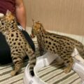 Serval01 1