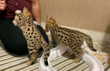 Serval01 1