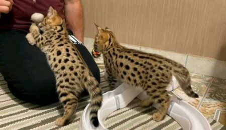 Serval01 1