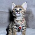 Serval02