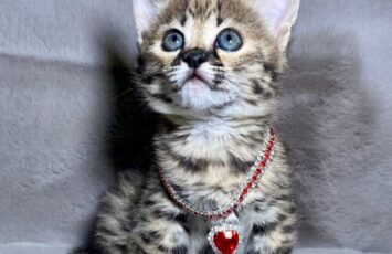 Serval02