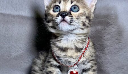 Serval02