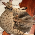 Serval03 1