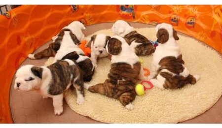 akc registered bulldog 1 1