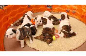 akc registered bulldog 1