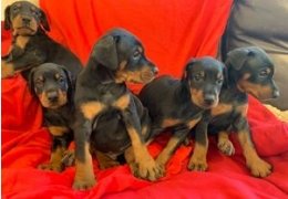 kc reg doberman puppy s te koop