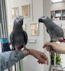 parrots