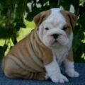 akc registered english bulldog puppies 1