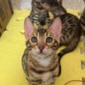 bengal