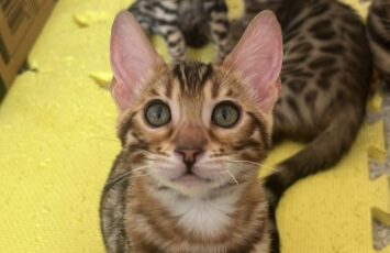 bengal