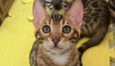 bengal