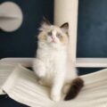 ragdoll