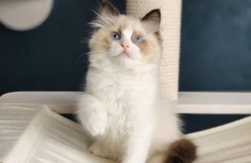 ragdoll