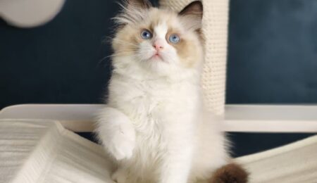 ragdoll