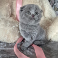 scottish fold