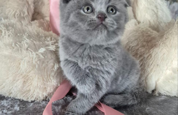 scottish fold