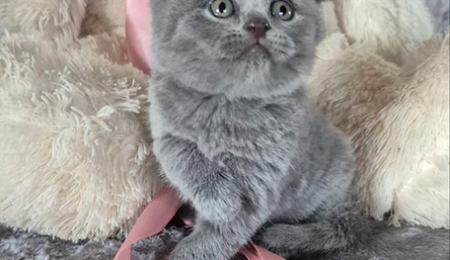 scottish fold