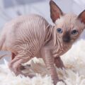 sphynx kitten